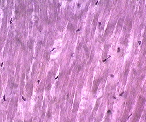 dense connective tissue slide